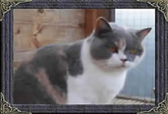 british kittens